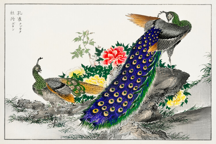 Poster The Peacock & The Peony - Numata Kashu