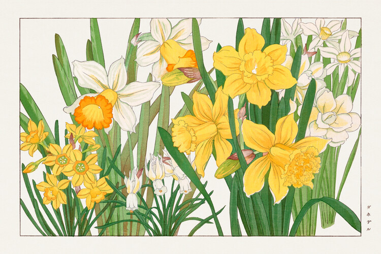 Плакат Daffodils (Japanese Woodblock Floral) - Tanigami Kônan