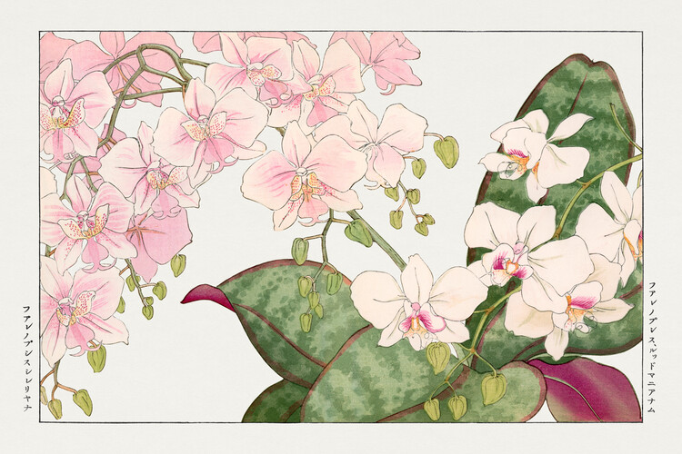 Плакат Pastel Orchids (Japanese Woodblock Floral) - Tanigami Kônan