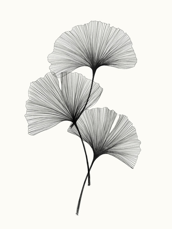 Poster Ginkgo Harmony