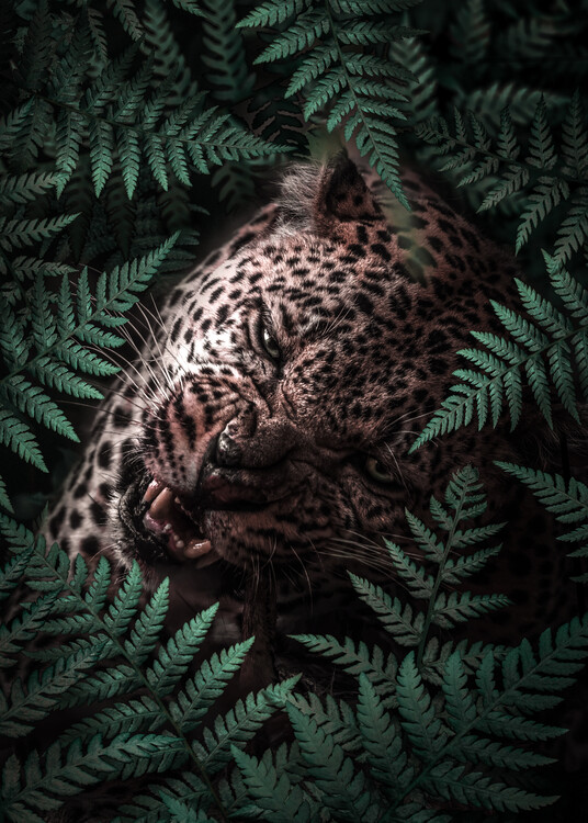 Плакат Leopard In Ferns