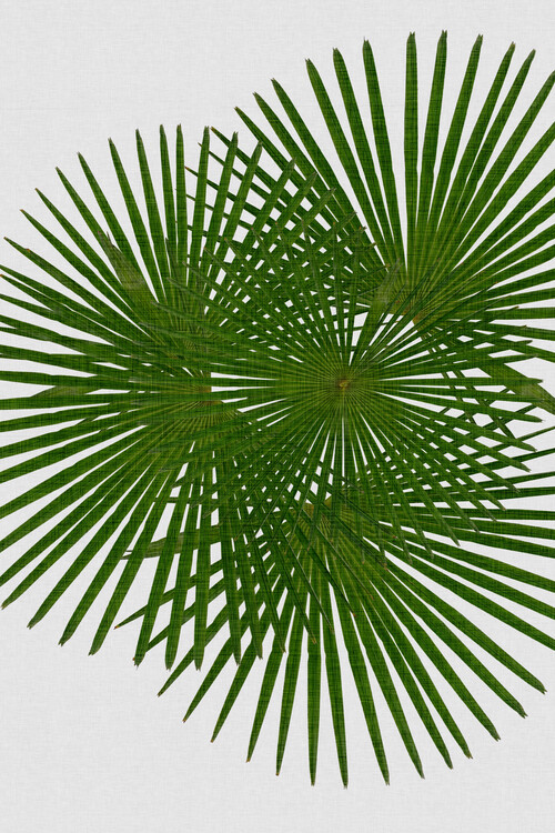 Αφίσα Fan Palm