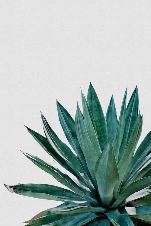Αφίσα Agave Cactus