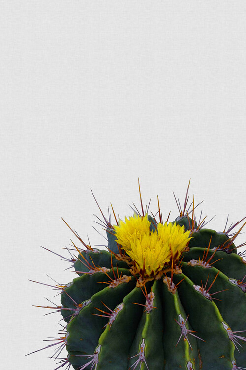 Αφίσα Flower Cactus