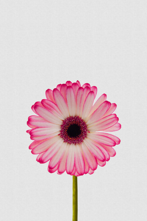 Αφίσα Daisy Still Life