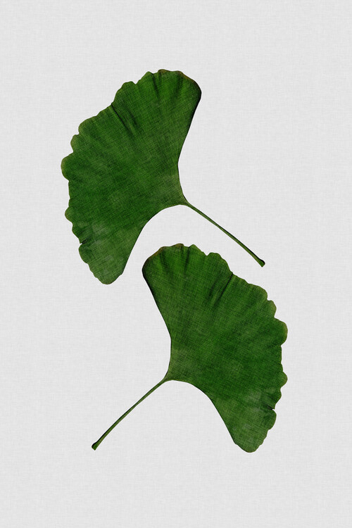 Αφίσα Ginkgo Leaf II