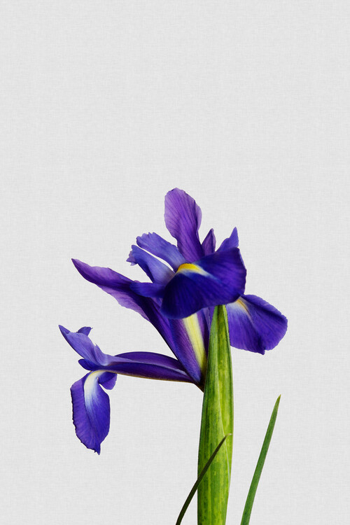Αφίσα Iris Still Life