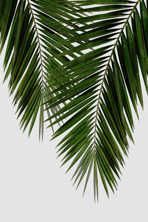 Αφίσα Palm Leaf II