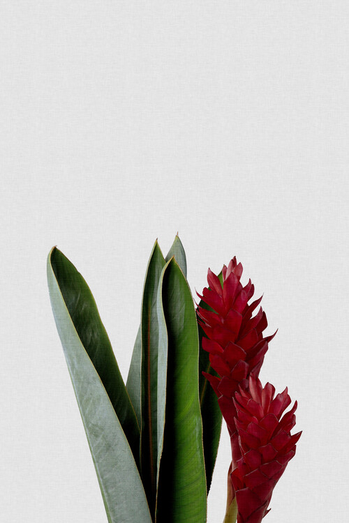 Αφίσα Red Flower