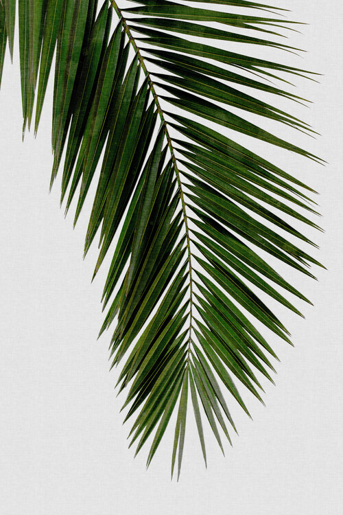 Canvas Print Palm Leaf I