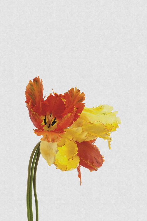 Αφίσα Tulip Still Life