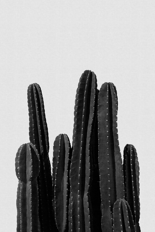 Plakat Cactus Black & White