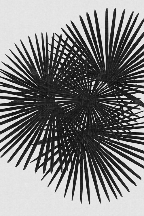 Αφίσα Fan Palm Black & White