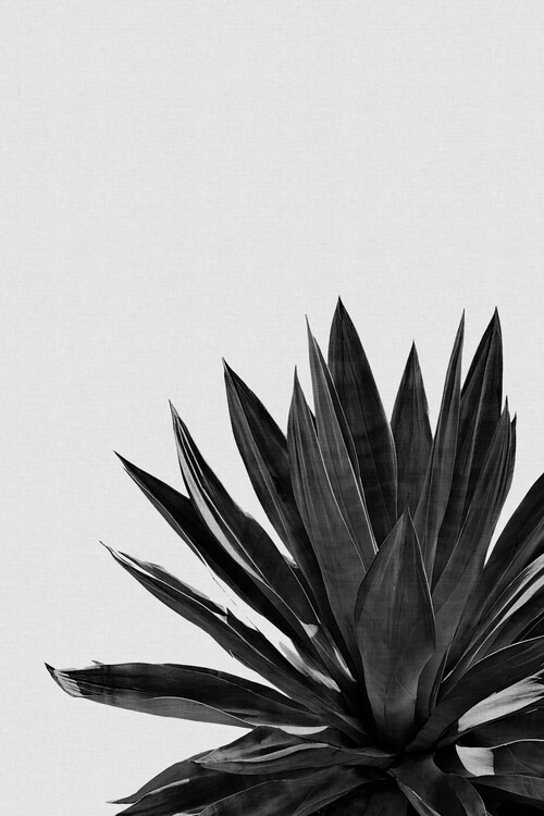 Plakat Agave Cactus Black & White