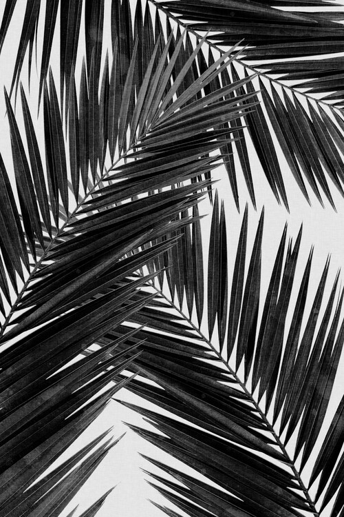 Plakat Palm Leaf Black & White III