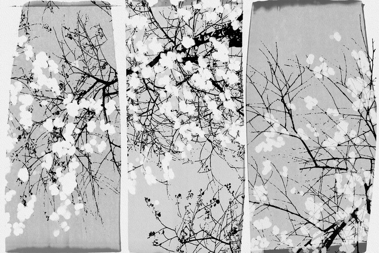 Plakat Oriental Blossom