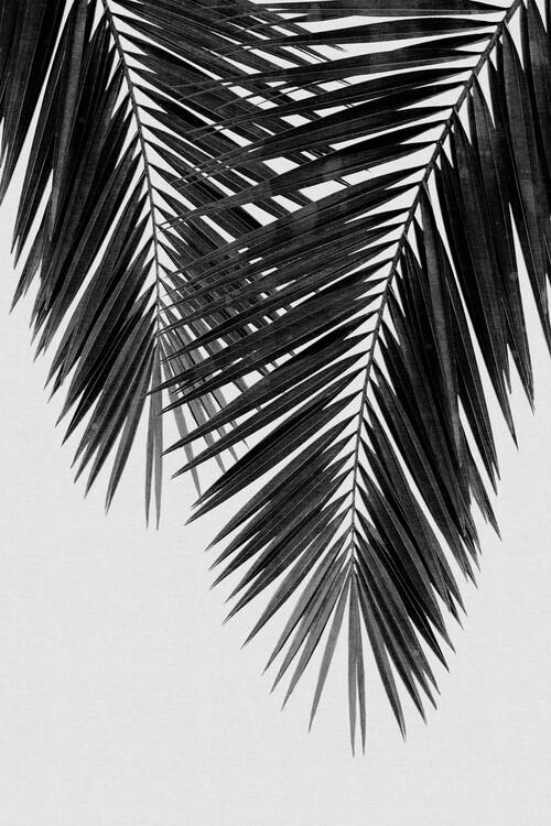 Plagát Palm Leaf Black & White II