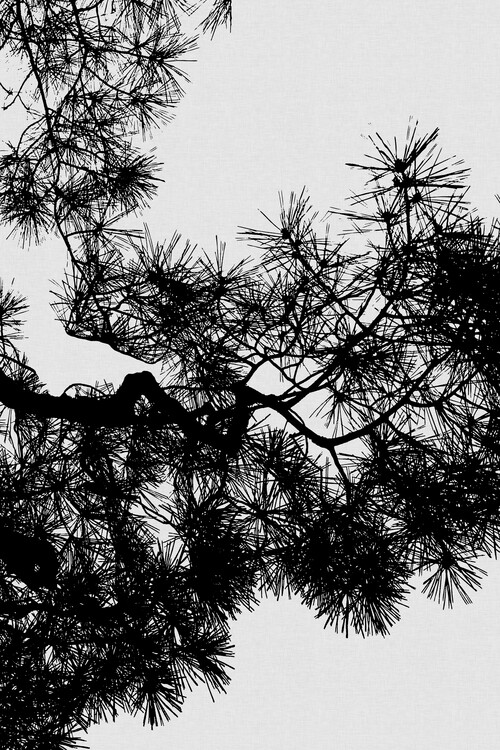 Αφίσα Pine Tree Black & White