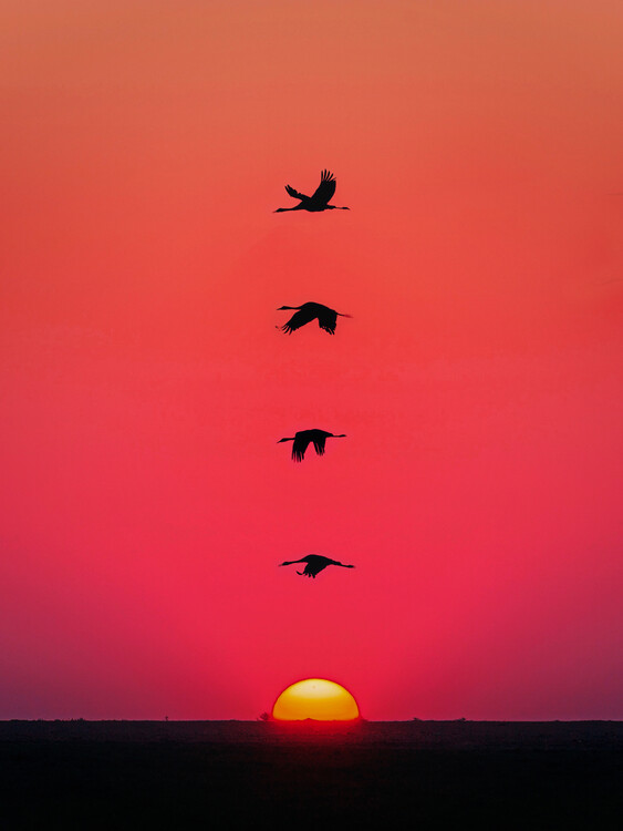 Canvas Print Sunset Birds