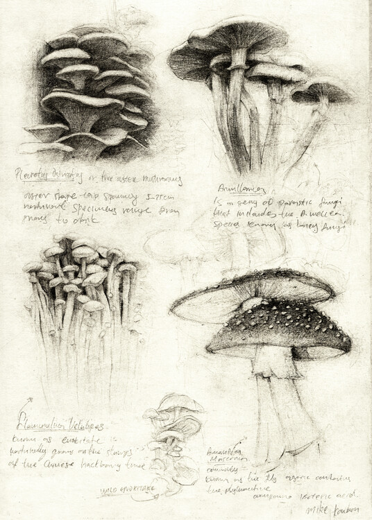 Poster Mushrooms