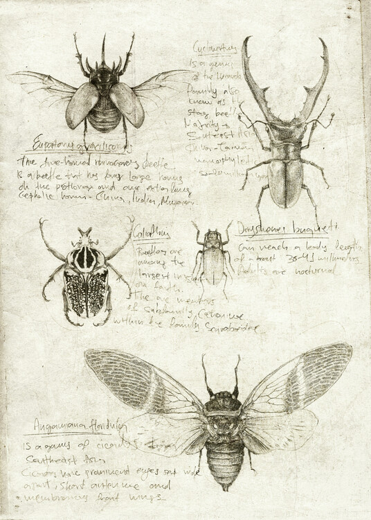 Plagát Insects
