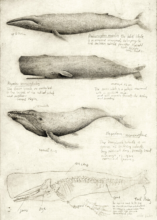 Plagát Whales