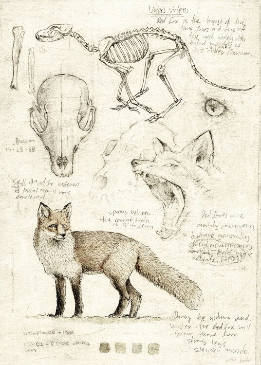 Poster Fox Anatomy