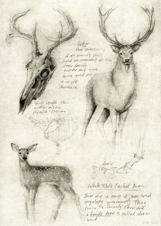 Poster Deer