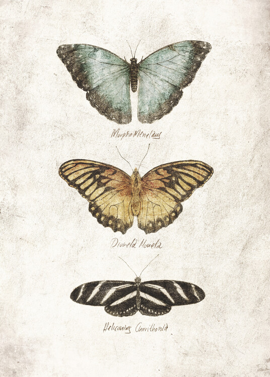 Poster Butterflies I