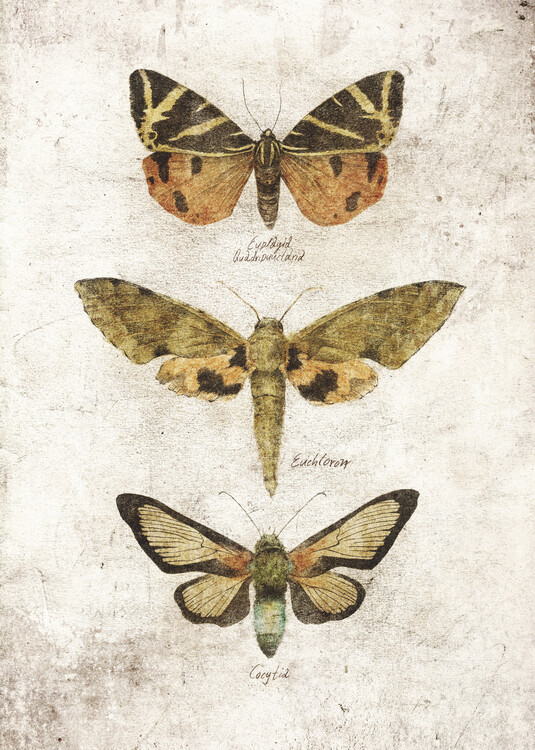 Poster Butterflies VI