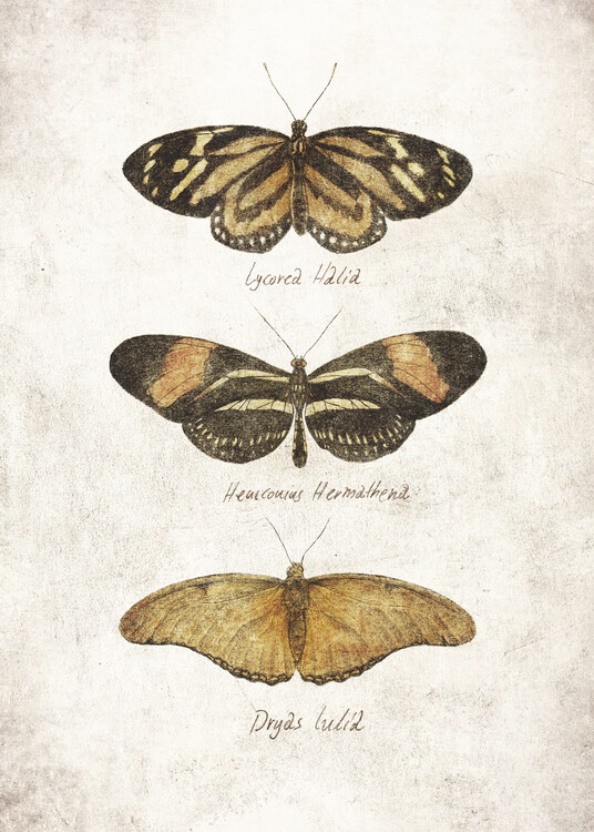 Poster Butterflies III