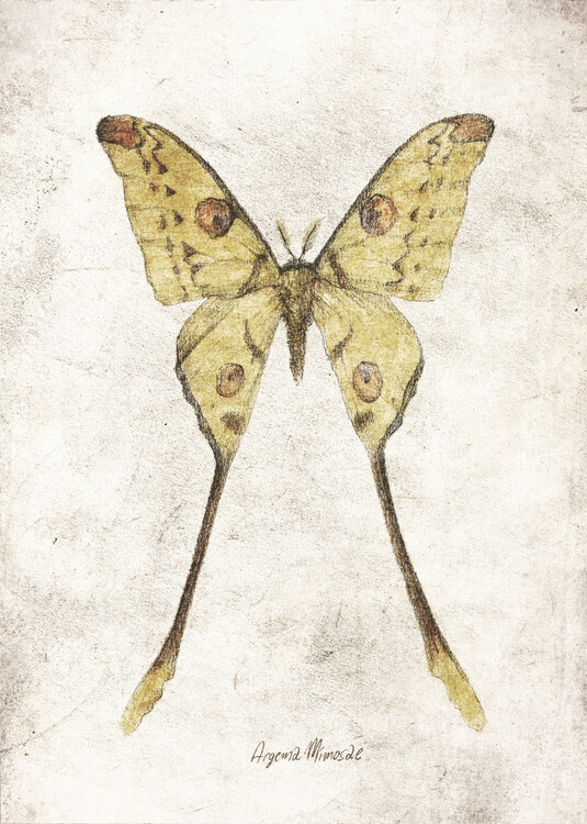 Poster Argema Mimosae