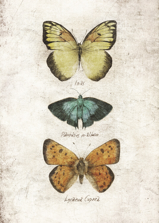 Poster Butterflies V