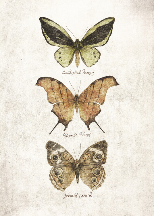 Poster Butterflies IV