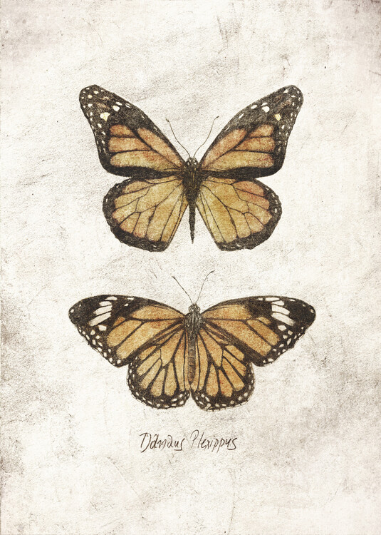 Poster Monarch - Danaus Plexippus