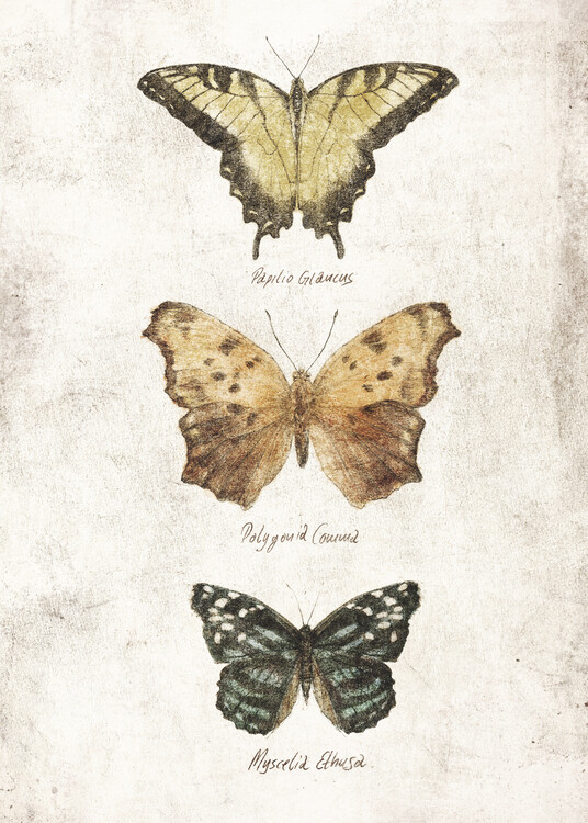 Poster Butterflies II