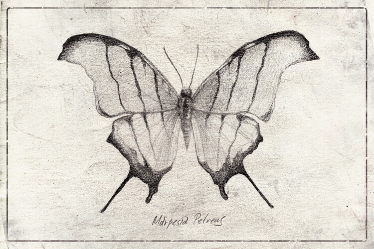 Poster Marpesia Petreus