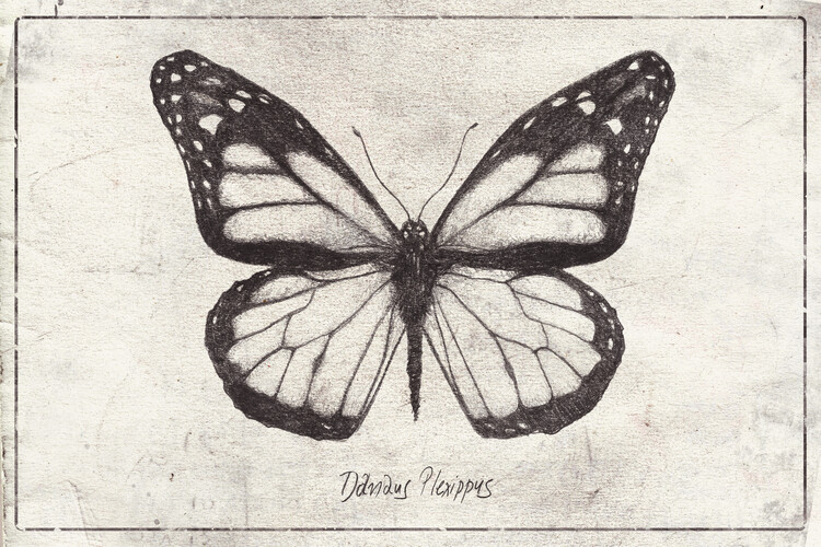 Poster Danaus Plexippus
