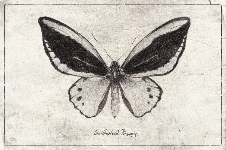 Poster Ornithoptera Priamus