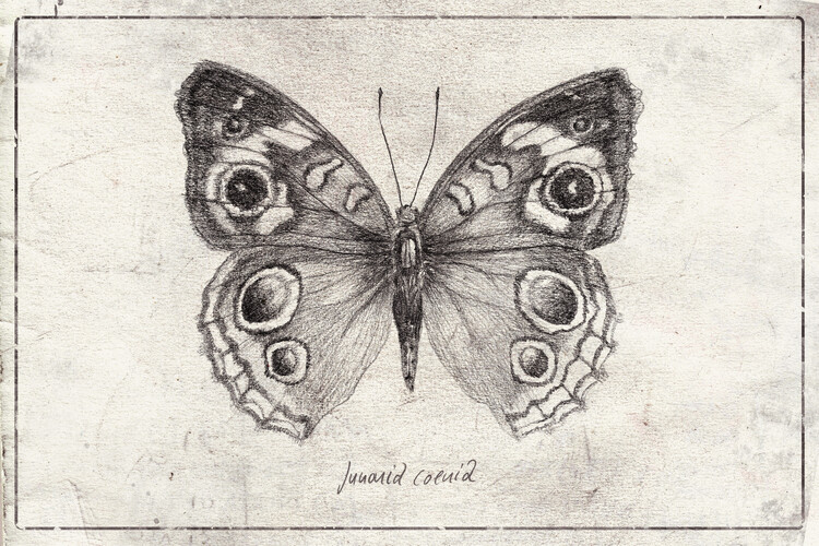 Poster Junonia coenia