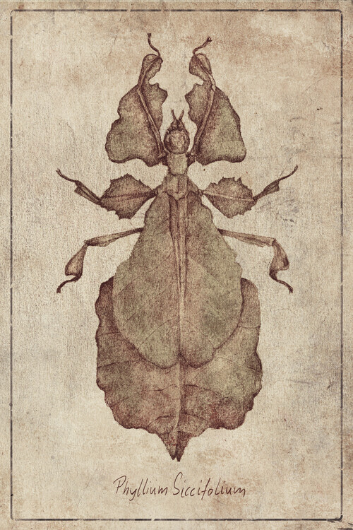 Poster Phyllium Siccifolium