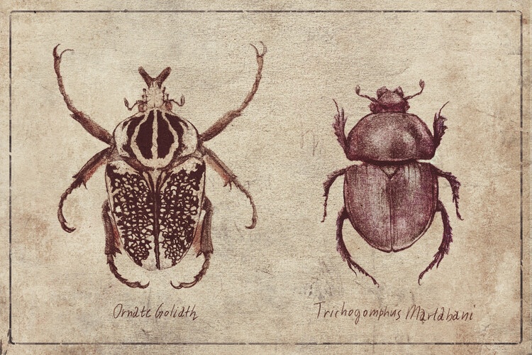 Poster Ornate Goliath- Trichogomphus Martabani