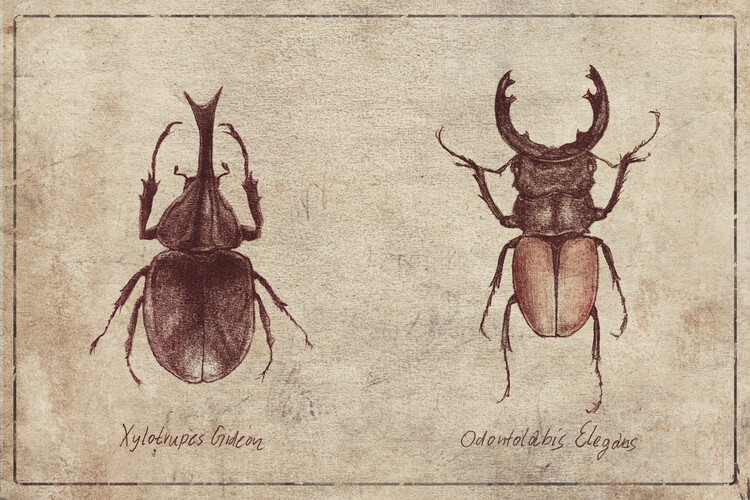 Poster Xylotrupes Gideon-Odontolabis Elegans