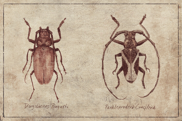 Poster Dorysthenes Buqueti-Paraleprodera Crucifera