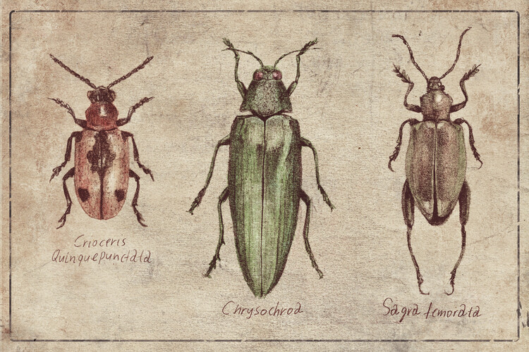 Poster Crioceris Quinquepunctata- Chrysochroa-Sagra Femorata