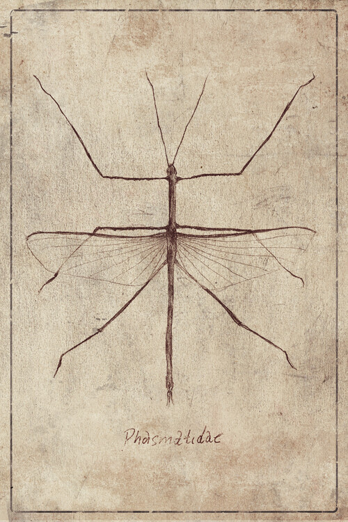 Poster Phasmatidae