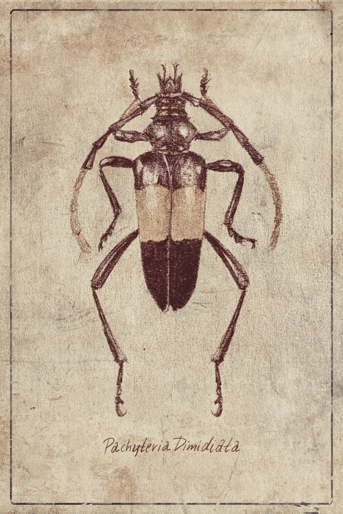 Poster Pachyteria Dimidiata