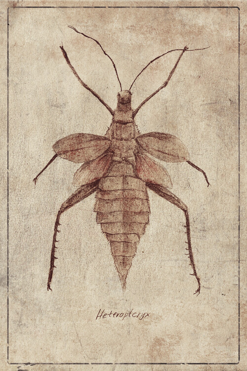 Poster Heteroptryx