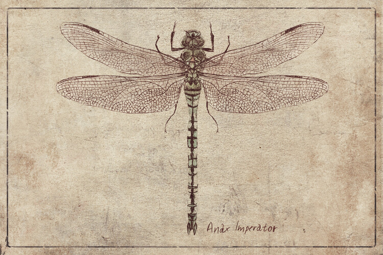 Poster Anax Imperator
