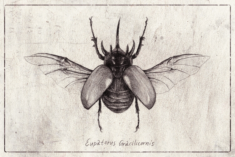 Poster Eupatorus Gracilicornis